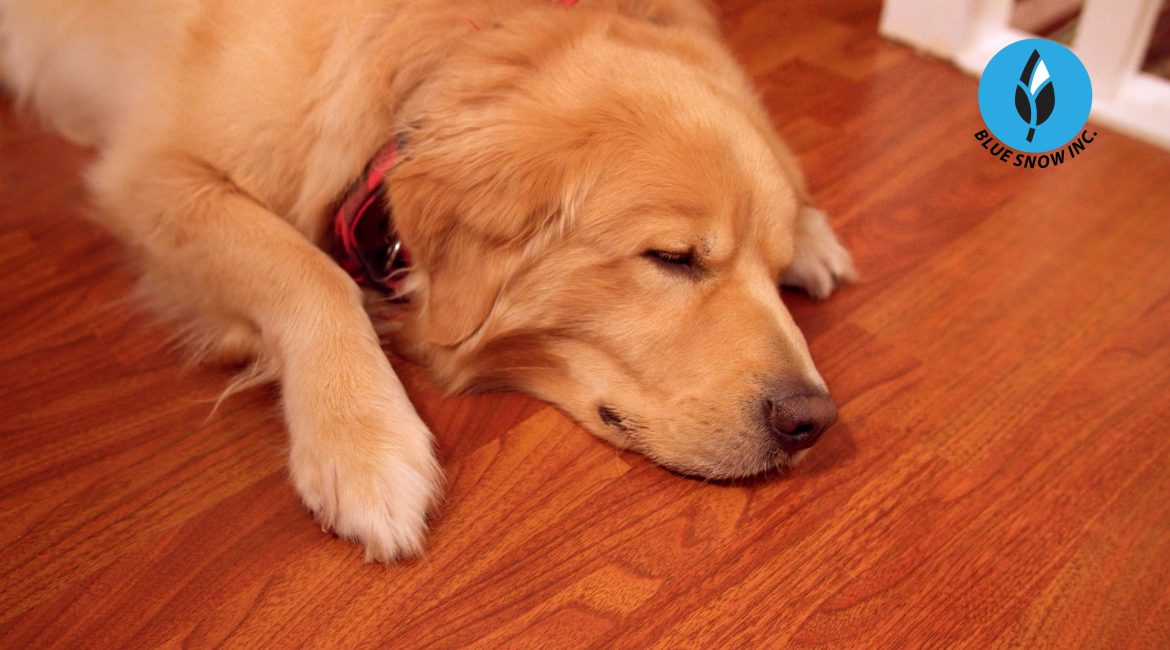 Why Laminate Flooring is the Best Choice for Pet Owners