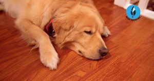 Why Laminate Flooring is the Best Choice for Pet Owners